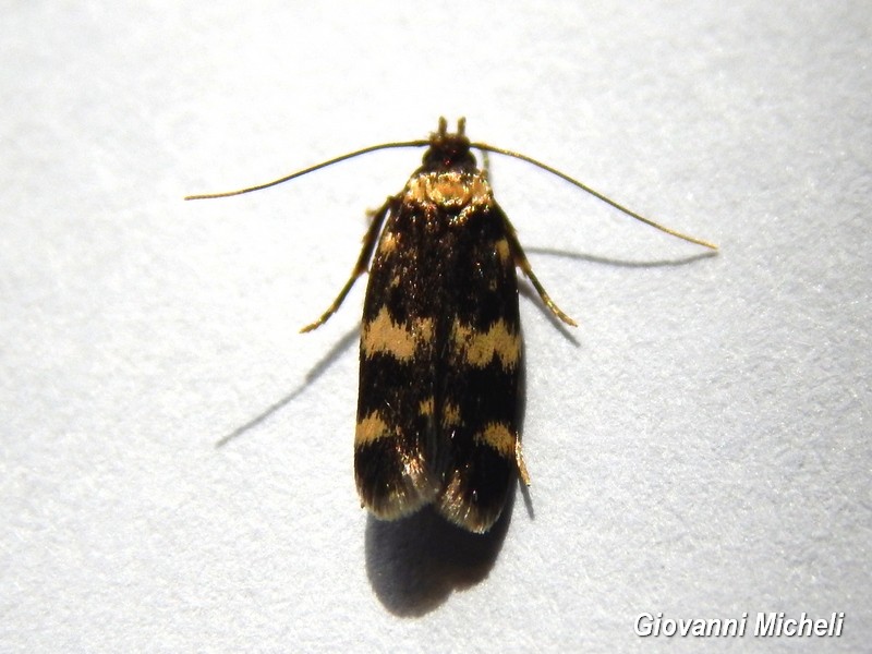 Oegoconia deauratella e quadripuncta, Autostichidae